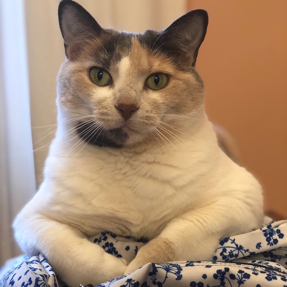 Meet your Posher, Megan - Picture 1 of 1